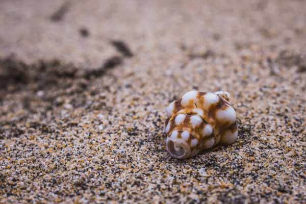 playas de nayarit